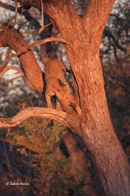 canon botswana 2012 settembre0229.jpg