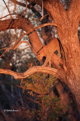 canon botswana 2012 settembre0225.jpg