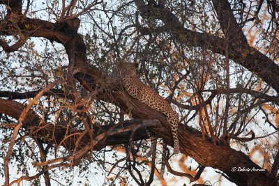 canon botswana 2012 settembre0221.jpg