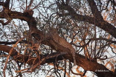 canon botswana 2012 settembre0220.jpg