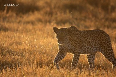 canon botswana 2012 settembre0212.jpg