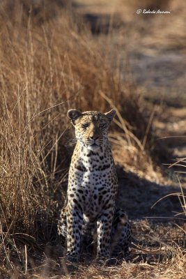 canon botswana 2012 settembre0186.jpg