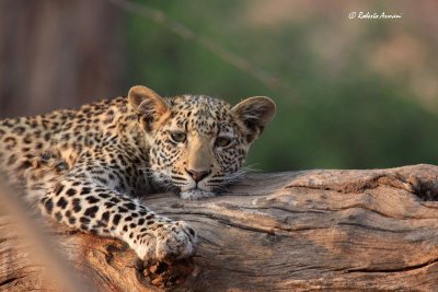 canon botswana 2012 settembre0068.jpg