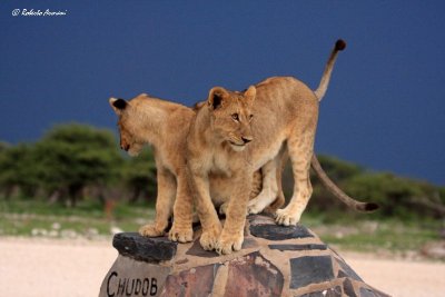 canon namibia 2012 gennaio0711.jpg