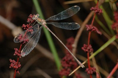 DSC_0163.JPG