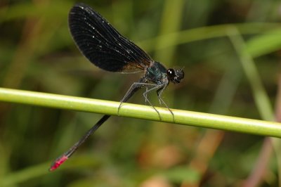 DSC_0053.JPG