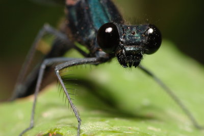 DSC_0061.JPG