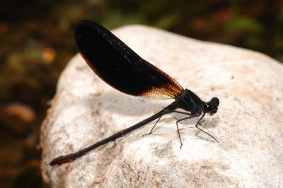 DSC_0073.JPG