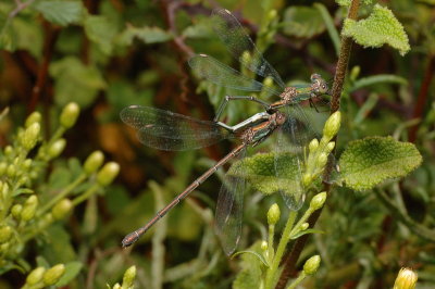DSC_0117.JPG