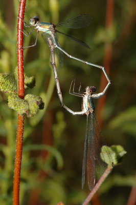 DSC_0121.JPG