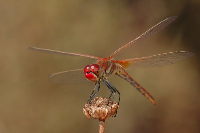 DSC_0145.JPG