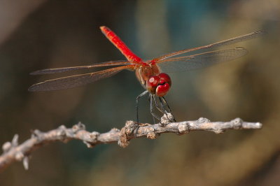 DSC_0154.JPG