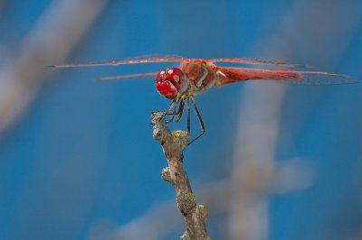 DSC_0159.JPG