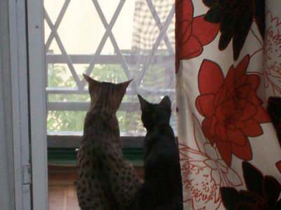 Sixten & Astrid looking outSummer 2006