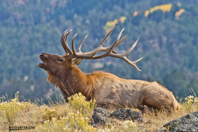 Bugleing Elk