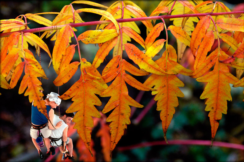 I dont be-leaf it! (2748)