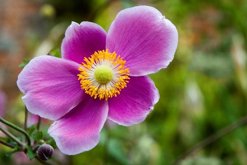 Japanese anemone, Dunster