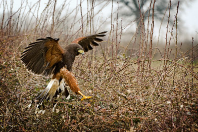 Harris hawk landing in brambles