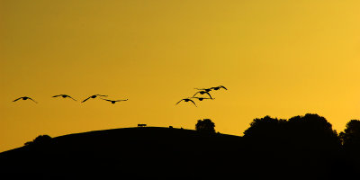 Geese at dawn (1936)