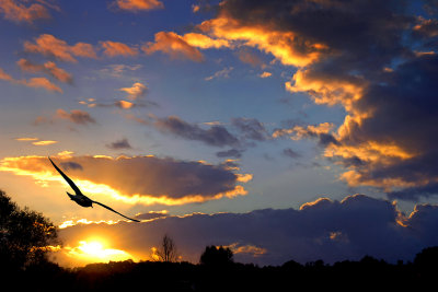 Bird and sunset, Martock