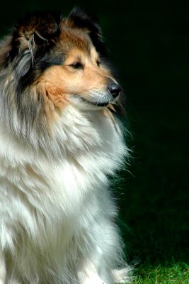 Collie dog, Widecombe-in-the-Moor, Devon