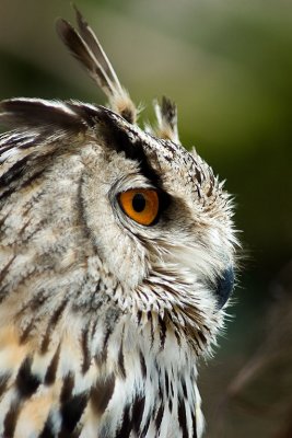 Eagle owl, Benalmadena