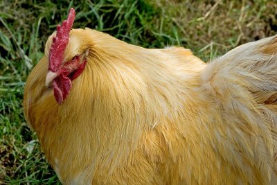 Golden chicken, Lost Gardens of Heligan, Cornwall