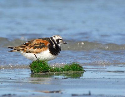 Ruddy Turnstone