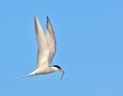 Common Tern with Prey