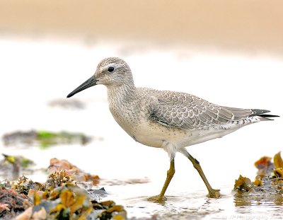 Red Knot Juvenile