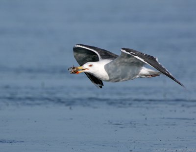 Black Back Gull With Crab in Flight