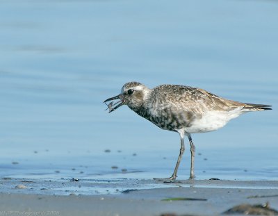 Black Belly Plover With Prey