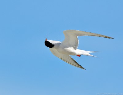 Common Tern Gyrations