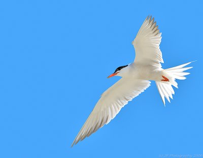 Common Tern in Flight ~ Back Lit.jpg