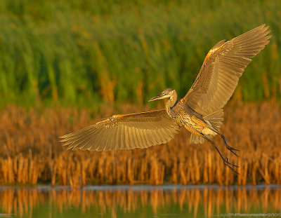 Great Blue Heron Landing Approach at Last Light