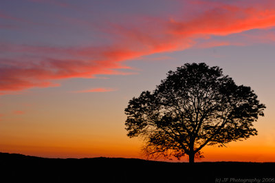 Big Tree Sunset