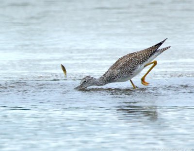 Greater Yellow Legs ~ The Chase