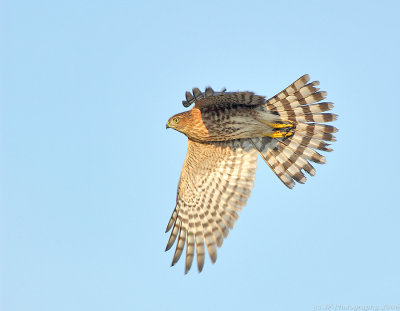 Juvenile Sharp Shinned Hawk in Flight
