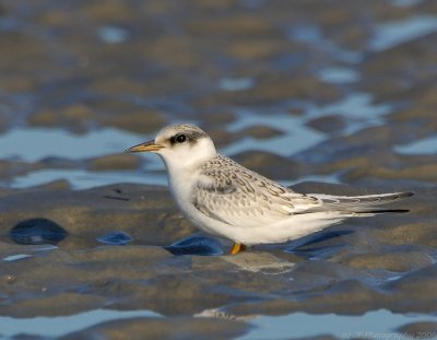 _JFF2759 Tern Hybrid.jpg