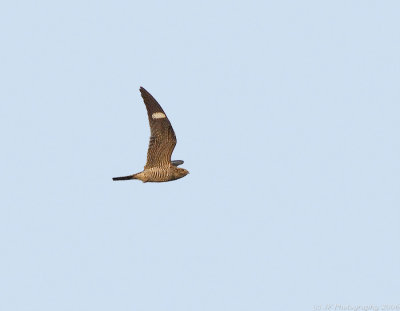 _JFF5427 Common Nighthawk Flight.jpg