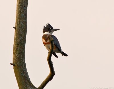 belted_kingfishers