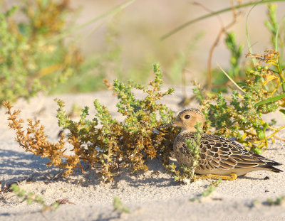 _JFF5710 Buff Breasted Laying Down.jpg