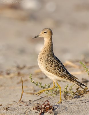 _JFF5740 Buff Breasted Sandpiper Strut.jpg