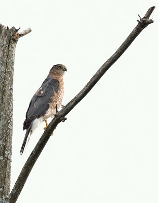 _JFF5893 Sharpshinned Hawk.jpg