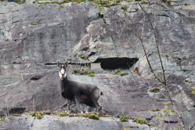 Une rencontre improbable, ce matin prs de chez moi dans la Valle de la Bruche