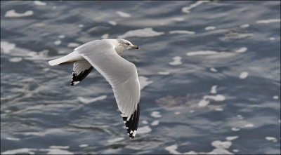 Ring-billed Gull, adult (1 of 2)