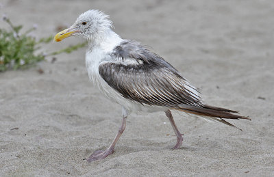 Western Gull, 3rd cycle