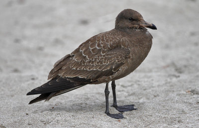 Heermann's Gull, juvenile (1 of 2)