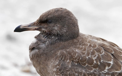 Heermann's Gull, juvenile (2 of 2)