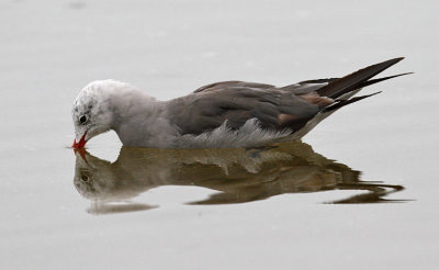 Heermann's Gull, 2nd cycle